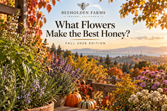 Fall flowers Bay Area honey bees forage on