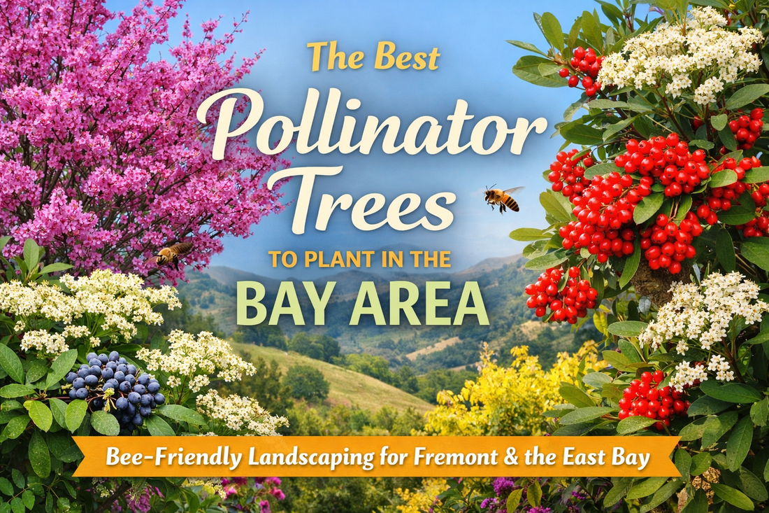 The Best Pollinator Trees to Plant in the Bay Area