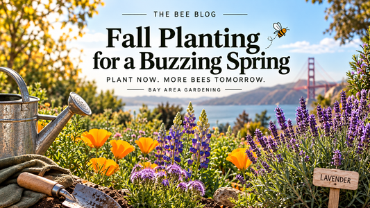 Fall planting for a Bay Area pollinator garden