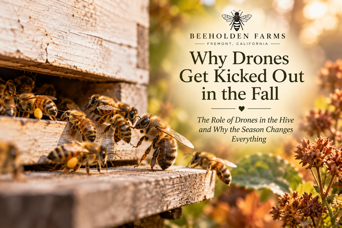 Drone bees, the male honey bees of the hive