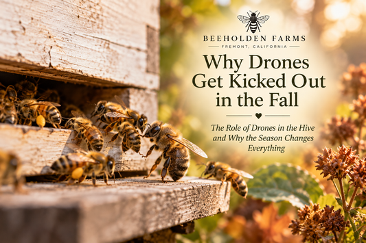 Drone bees, the male honey bees of the hive