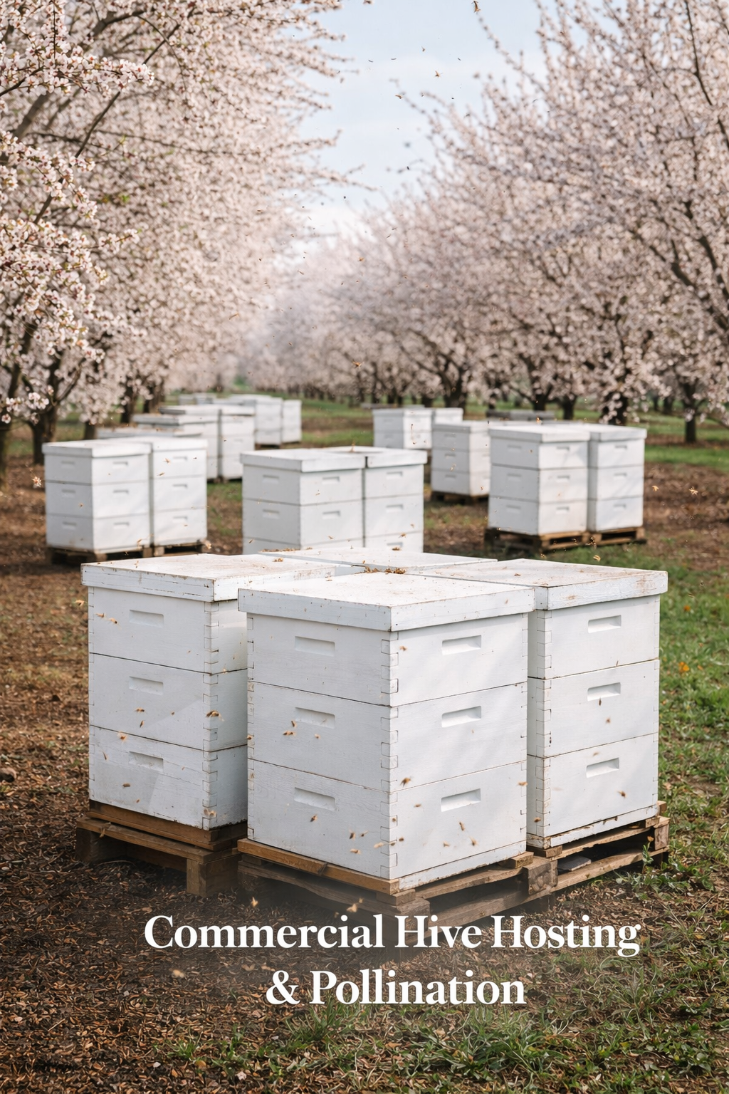 Commercial Hive Hosting & Pollination Services